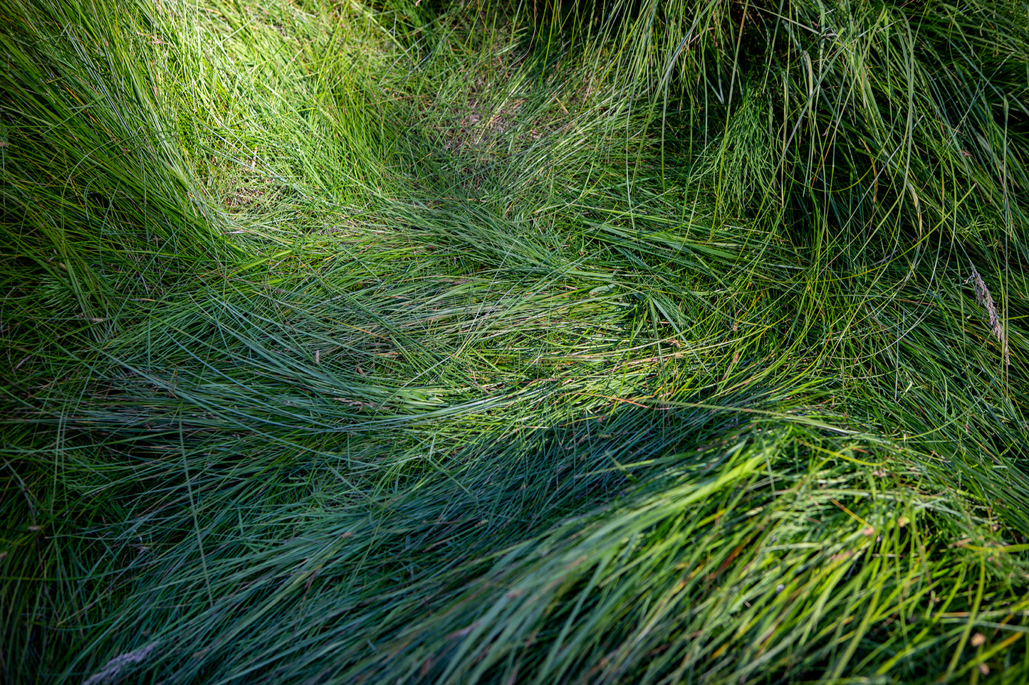 abstract grass where a deer slept framed minimalist modern wall art by denise crew