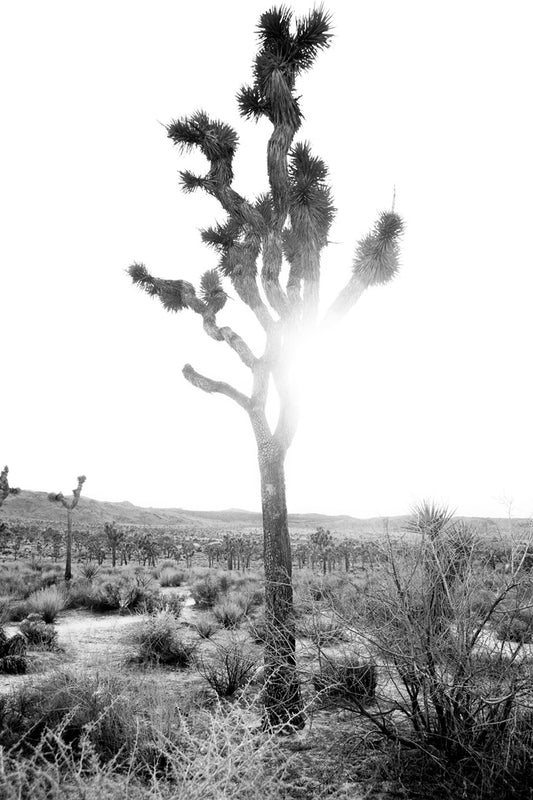 DESPERADO black-and-white photo of a sunlit Joshua tree in the desert capturing strength and stillness.