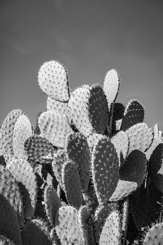 Black and white fine art photograph of a prickly pear cactus cluster under clear desert sky, with dramatic shadows and striking texture.