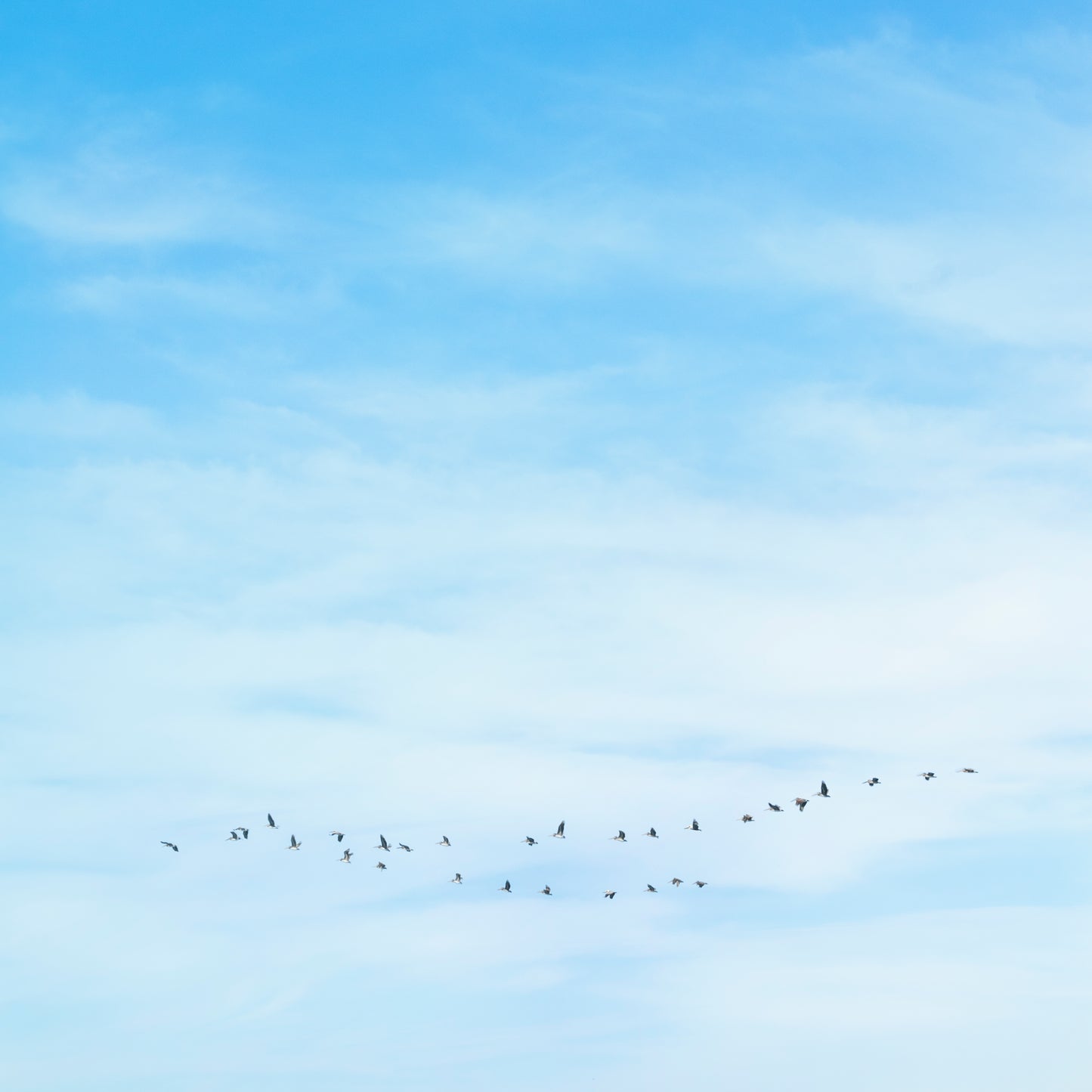 Soft sky with subtle V-formation of birds in flight, evoking calm and space in the minimalist photograph WHERE YOU LEAD.