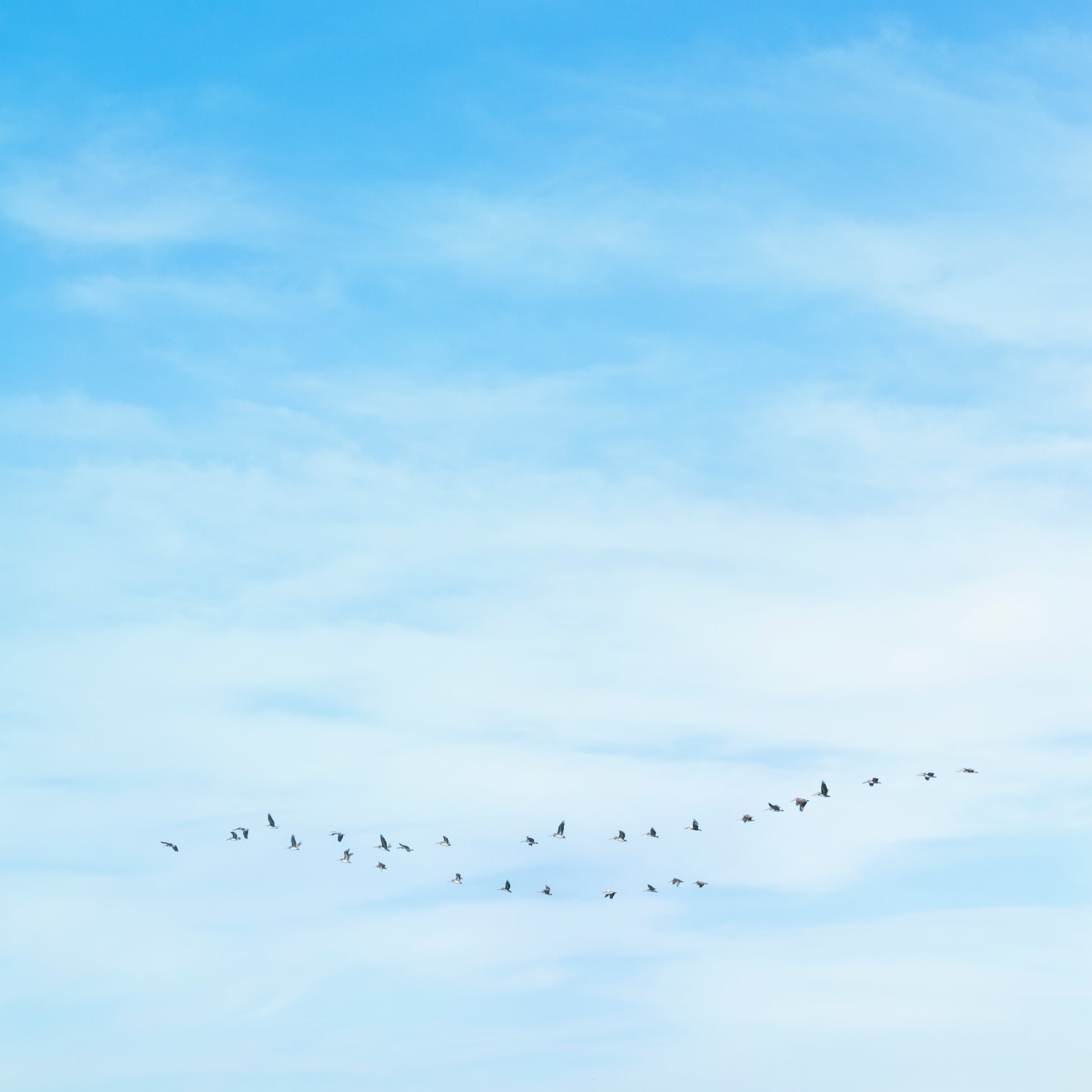 Soft sky with subtle V-formation of birds in flight, evoking calm and space in the minimalist photograph WHERE YOU LEAD.