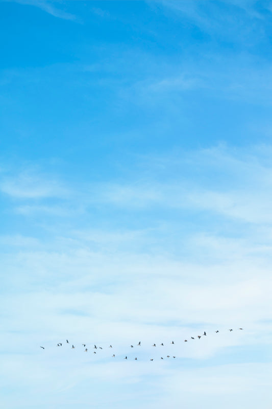 birds fly in formation against a bright blue sky minimalist modern wall art by denise crew