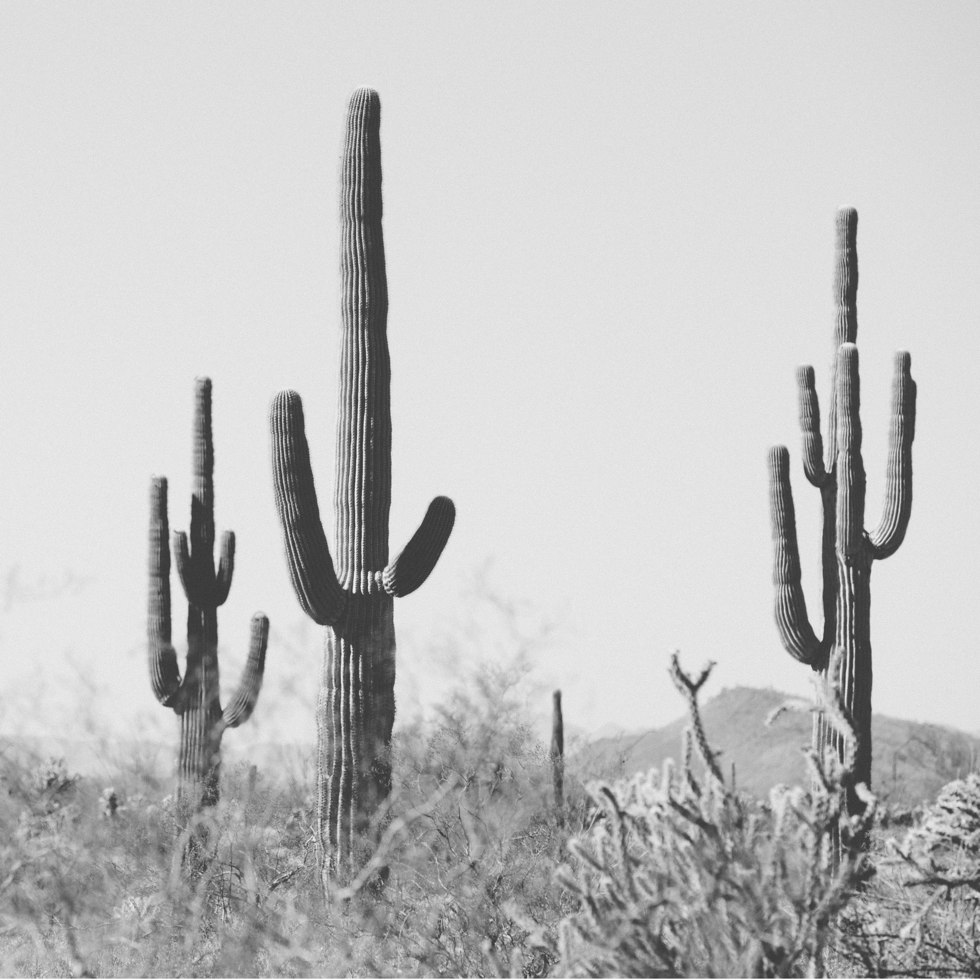 WiLD WiLD black and white saguaro cactus print capturing minimalist desert landscape for modern boho home decor.