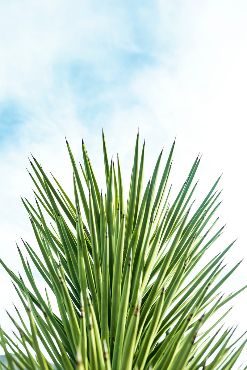 XXYY features a sharp, sculptural yucca plant against a bright sky in a minimalist modern photograph.