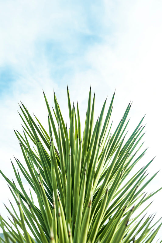 XXYY features a sharp, sculptural yucca plant against a bright sky in a minimalist modern photograph.