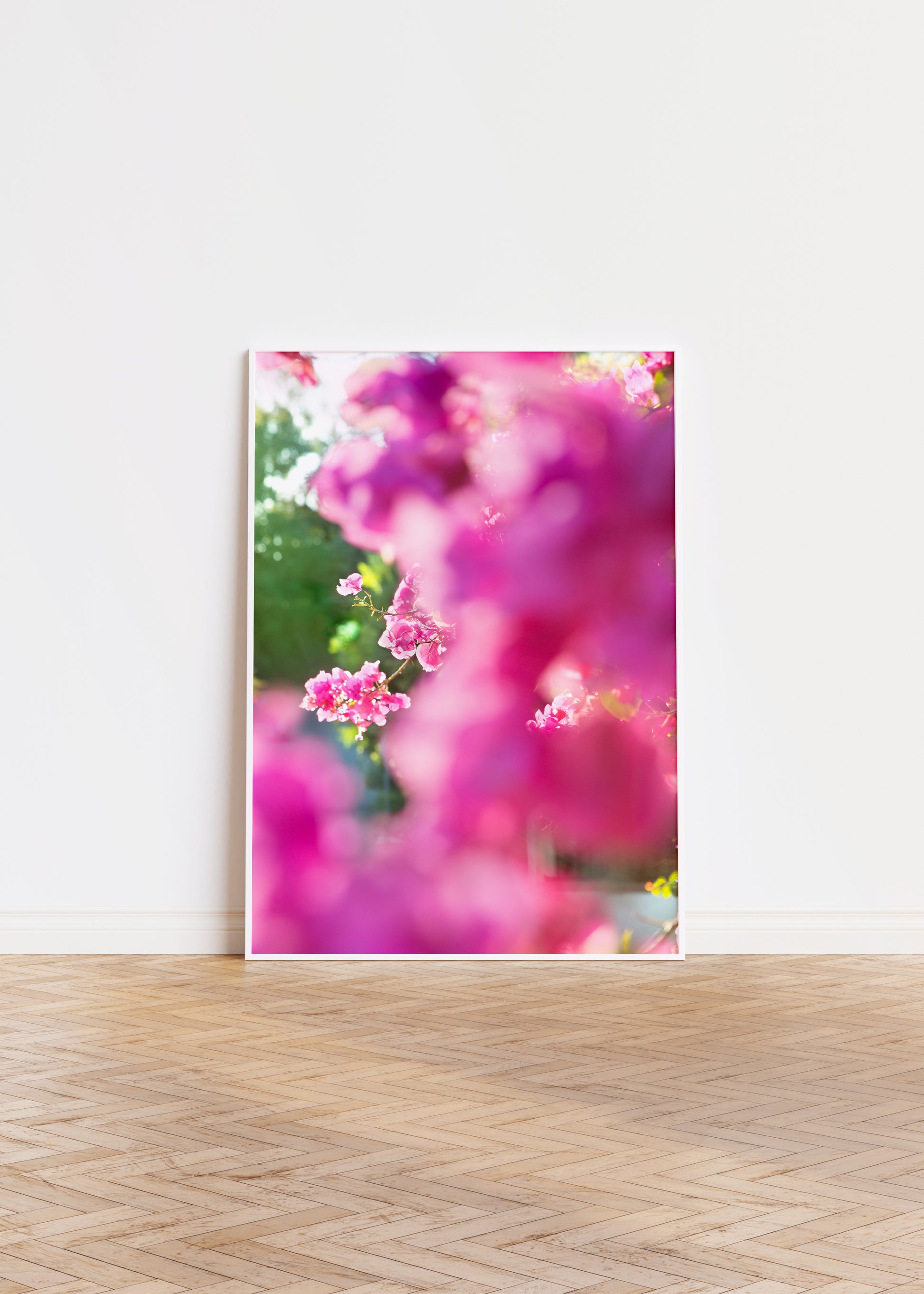 BEACHWOOD BOUGAiNViLLEA print with dreamy pink bougainvillea flowers bathed in golden sunlight on matte photo paper.