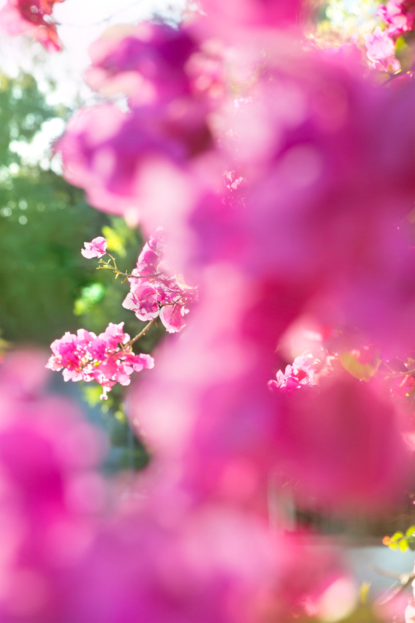 BEACHWOOD BOUGAiNViLLEA featuring dreamy pink bougainvillea flowers bathed in golden sunlight outdoors.