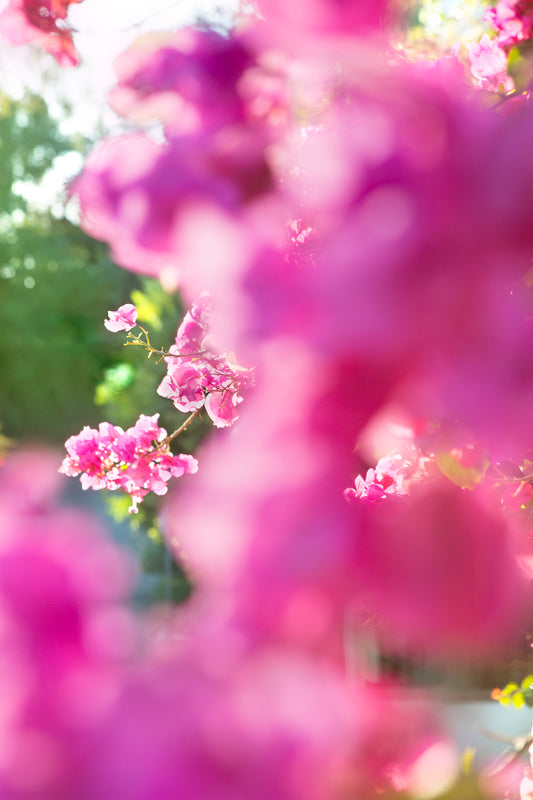 BEACHWOOD BOUGAiNViLLEA featuring dreamy pink bougainvillea flowers bathed in golden sunlight outdoors.
