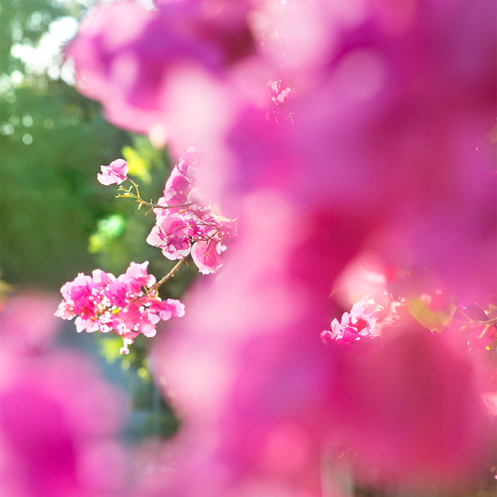 BEACHWOOD BOUGAiNViLLEA soft pink bougainvillea flowers bathed in golden sunlight with blurred floral foreground.