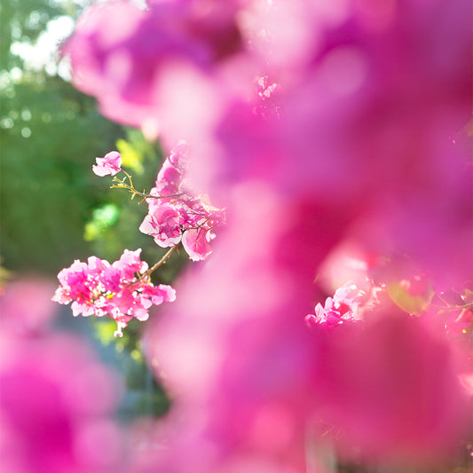 BEACHWOOD BOUGAiNViLLEA soft pink bougainvillea flowers bathed in golden sunlight with blurred floral foreground.
