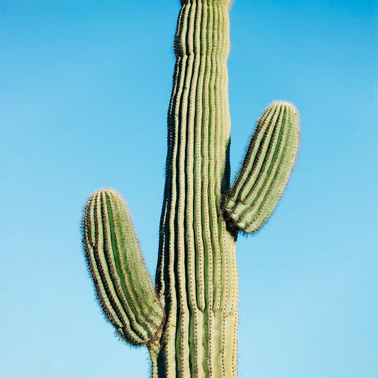 saguaro against blue sky minimalist modern wall art by denise crew