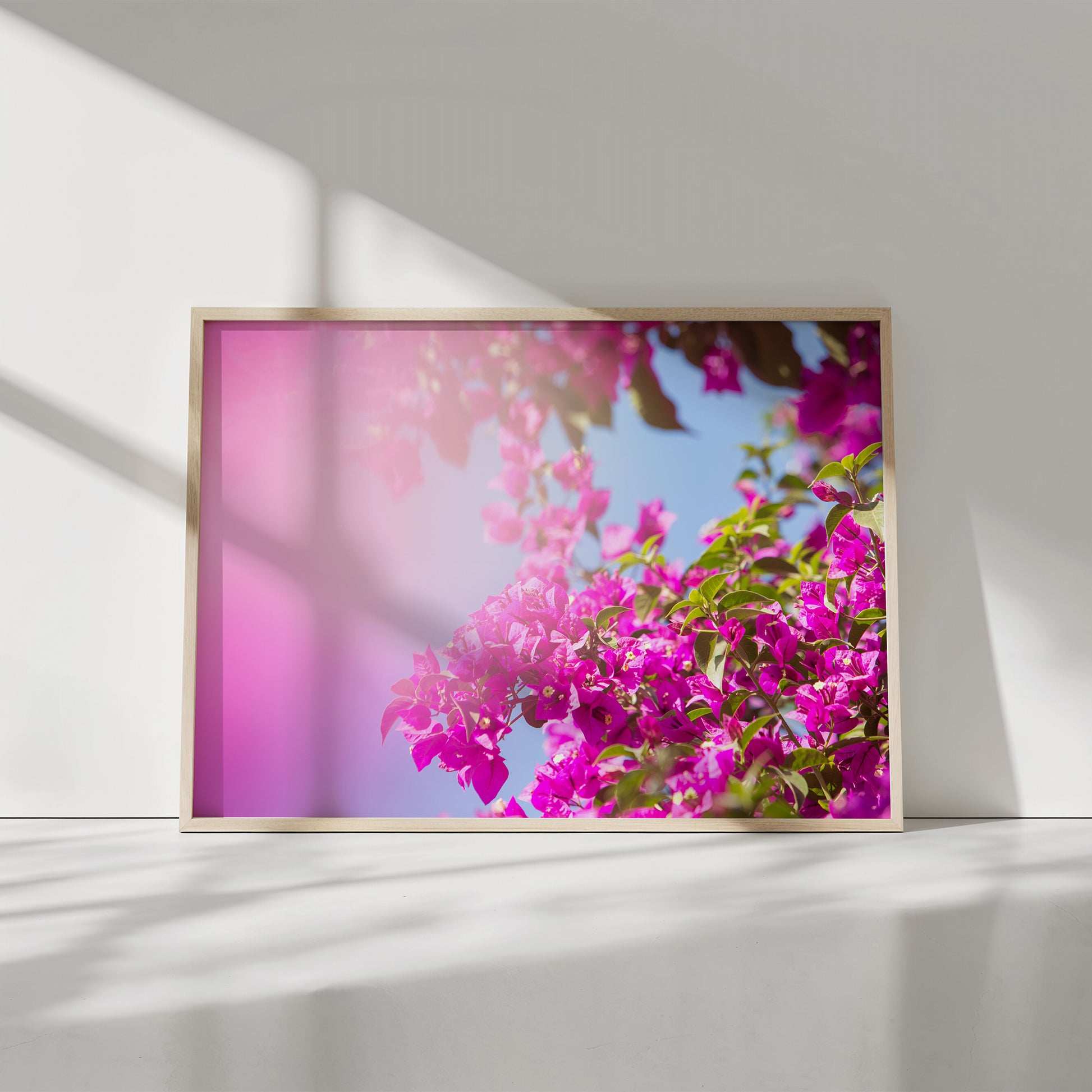 BUCKiNGHAM ROAD vibrant pink bougainvillea floral photograph framed under natural sunlight with clear blue sky background.