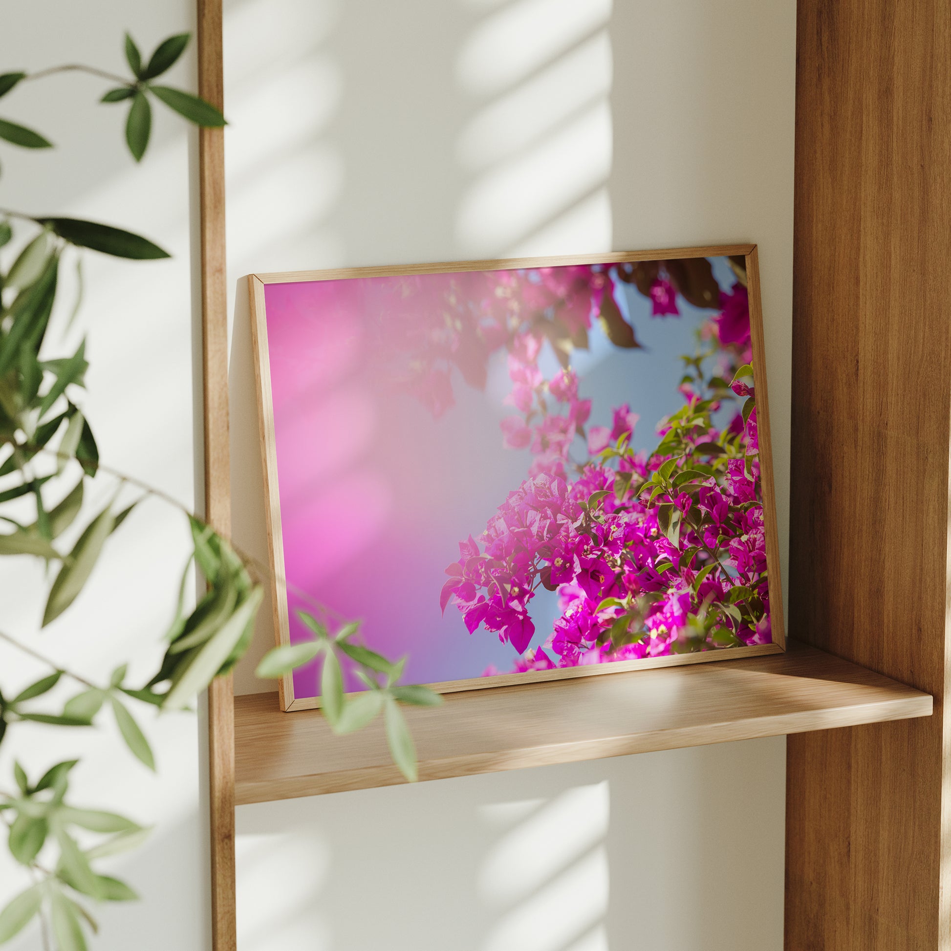BUCKiNGHAM ROAD featuring vibrant pink bougainvillea blooms against a clear blue sky in a wood frame.