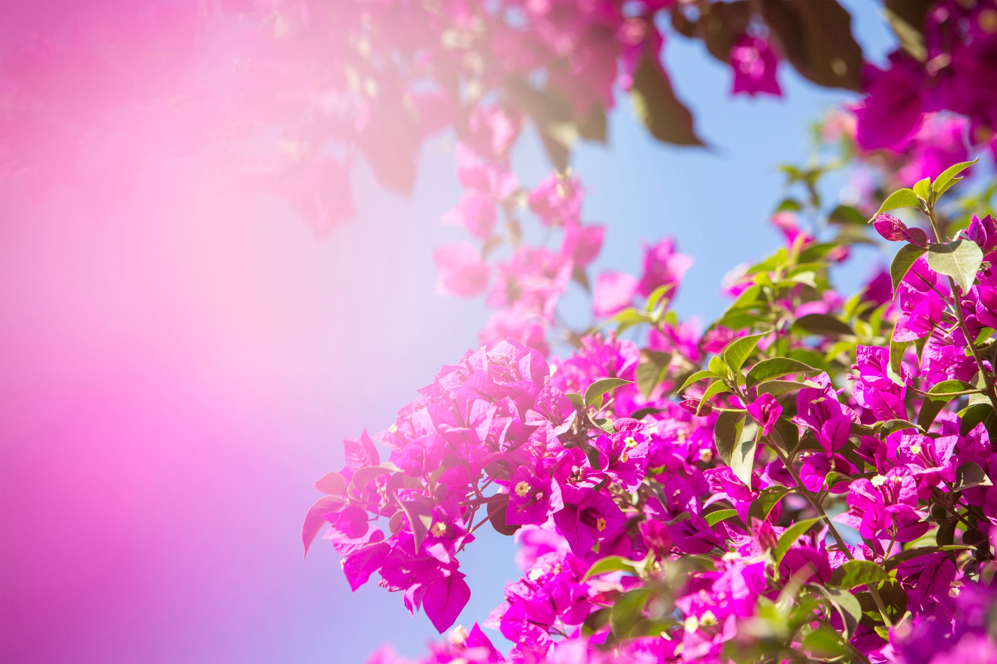 BUCKiNGHAM ROAD featuring vibrant pink bougainvillea flowers against a clear blue sky with sun-soaked warmth.