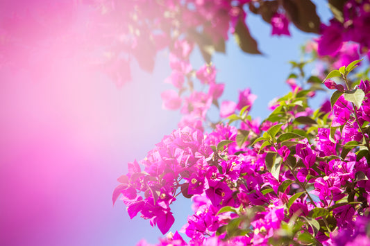BUCKiNGHAM ROAD featuring vibrant pink bougainvillea flowers against a clear blue sky with sun-soaked warmth.
