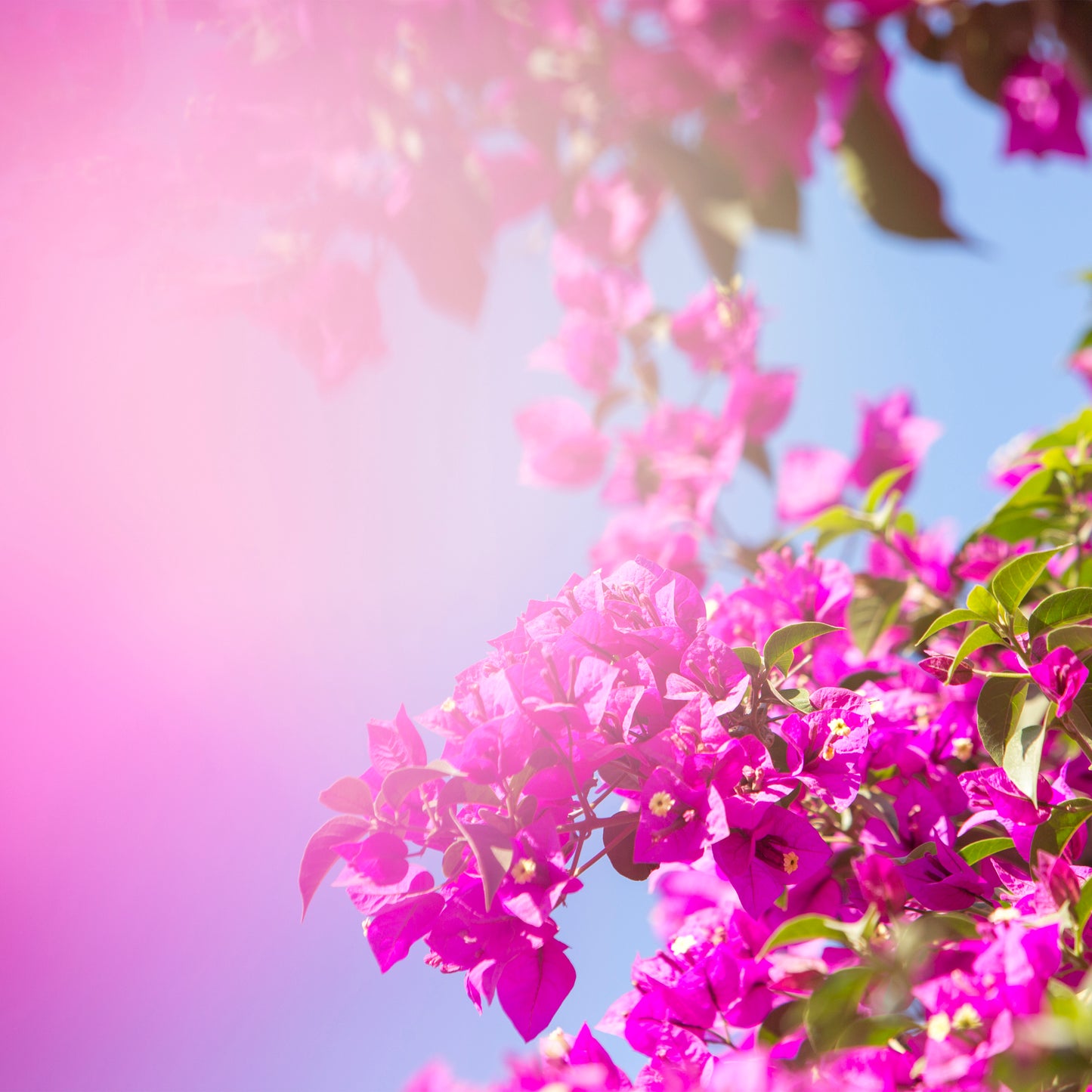 BUCKiNGHAM ROAD vibrant pink bougainvillea bloom against clear blue sky with soft light haze background.