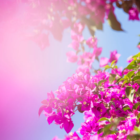 BUCKiNGHAM ROAD vibrant pink bougainvillea bloom against clear blue sky with soft light haze background.