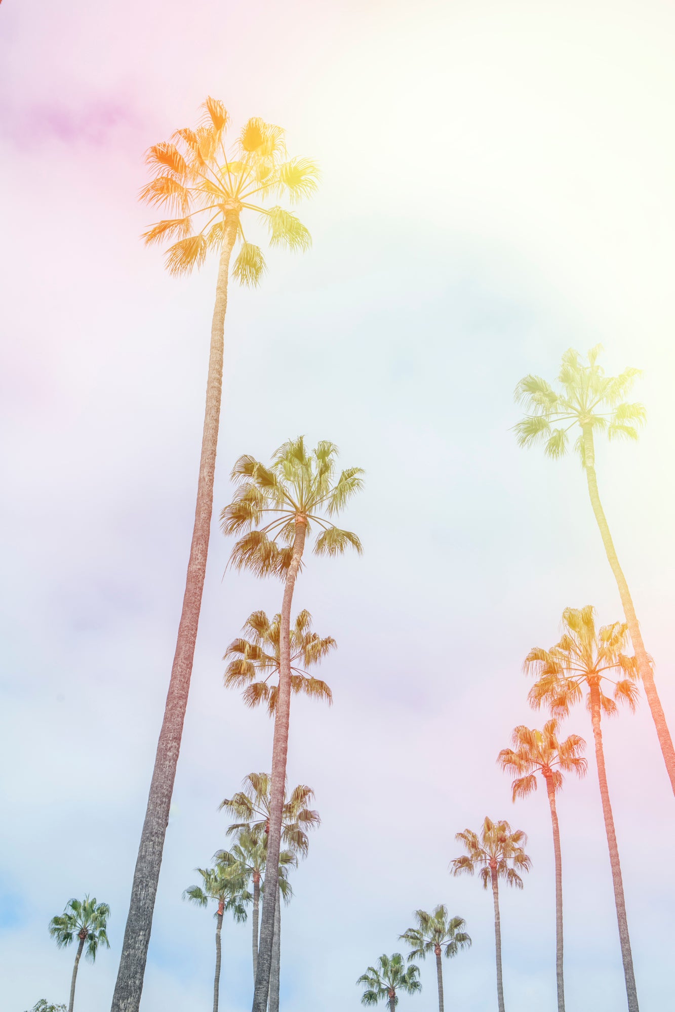 CARAMELO dreamy tall California palm trees with pastel light and airy beachy summer vibe
