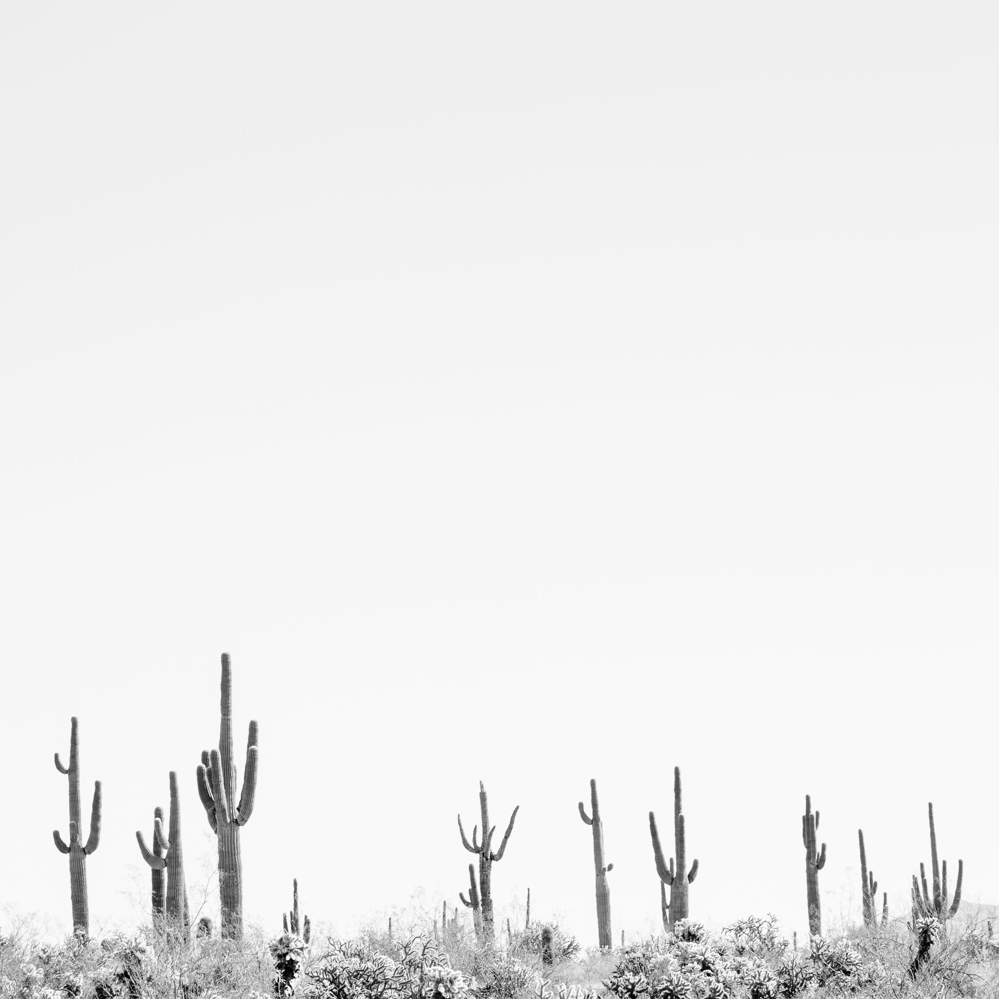 CARNEGiE GiGANTE black and white cactus landscape fine art print featuring tall saguaros in a minimalist desert scene.