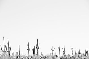 CARNEGiE GiGANTE black and white fine art print of tall saguaros in a minimalist desert landscape.