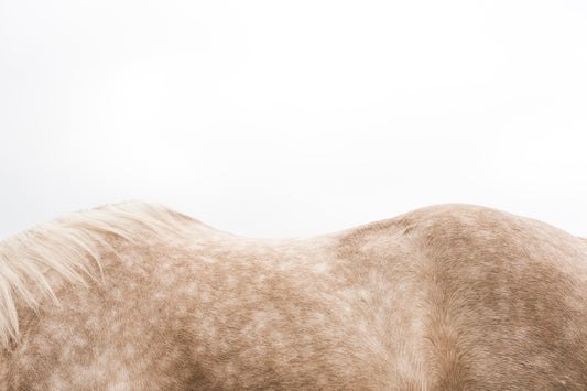 An abstract minimalist fine art photography piece of a horse's back