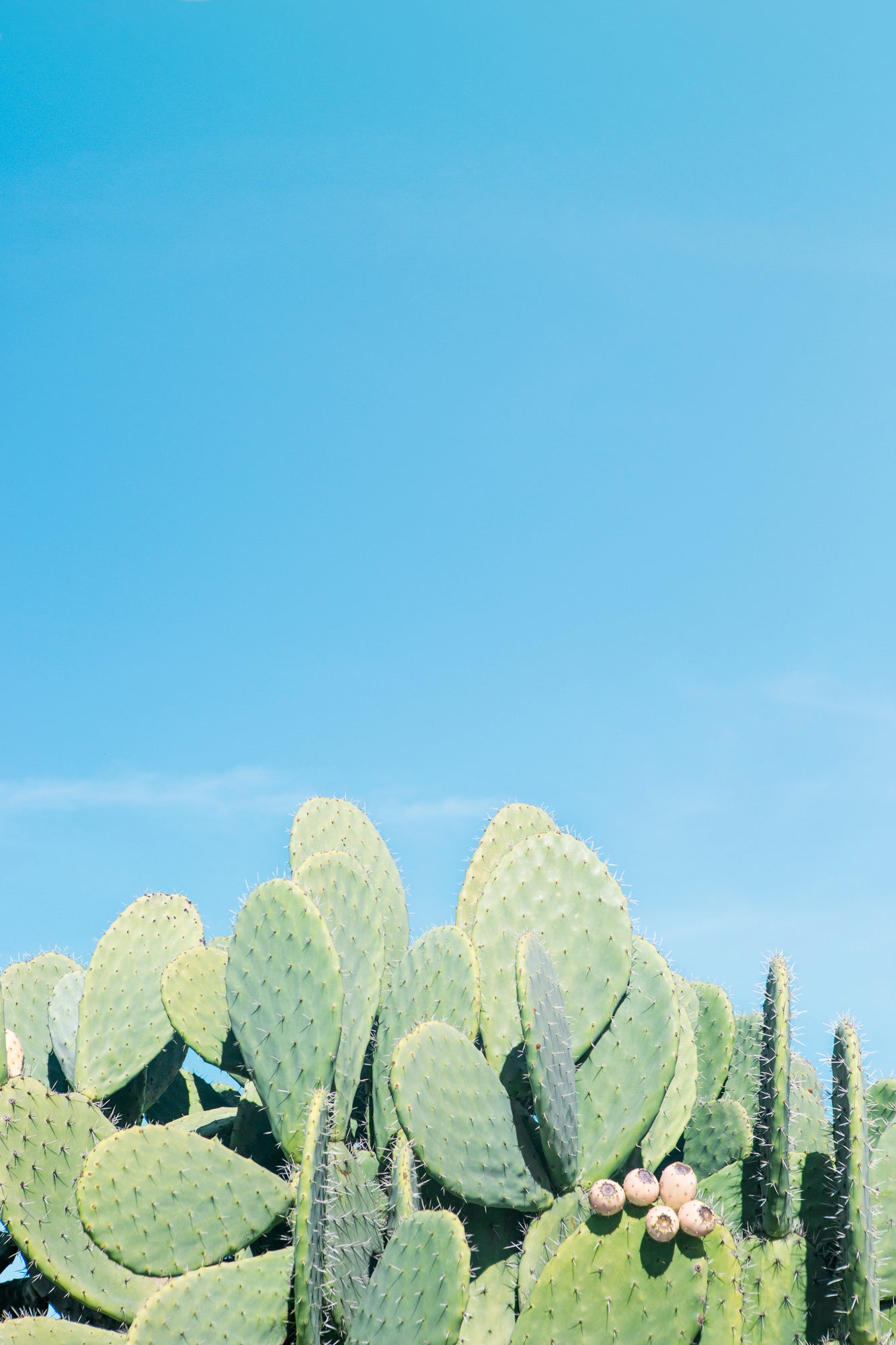 DAYDREAM showing prickly pear cacti under a clear blue sky, perfect for minimalist or boho decor.