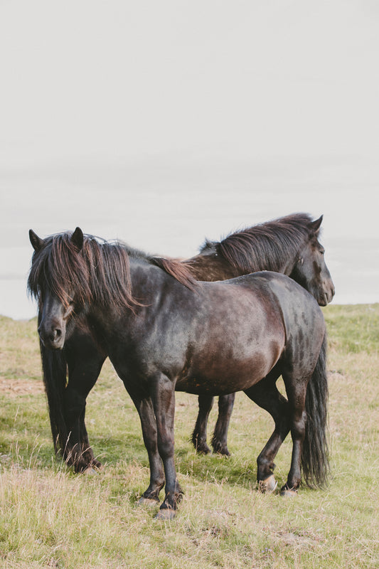 DUO TONE featuring two majestic black horses standing calmly on a grassy field in soft natural light.