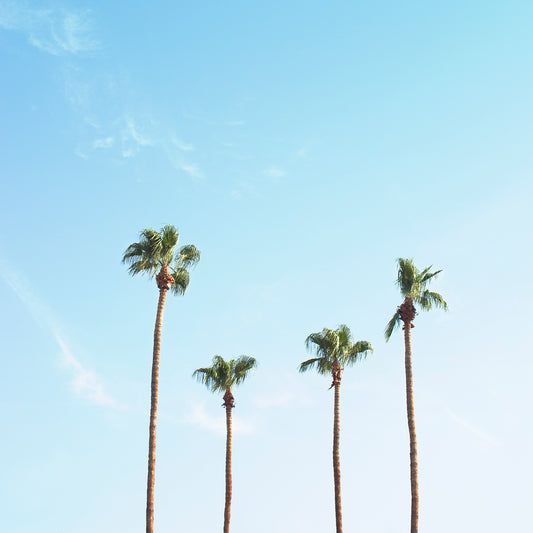 Minimalist palm tree print of four trees under a serene blue sky, "FAMiLiA" evokes desert and tropical vibes.