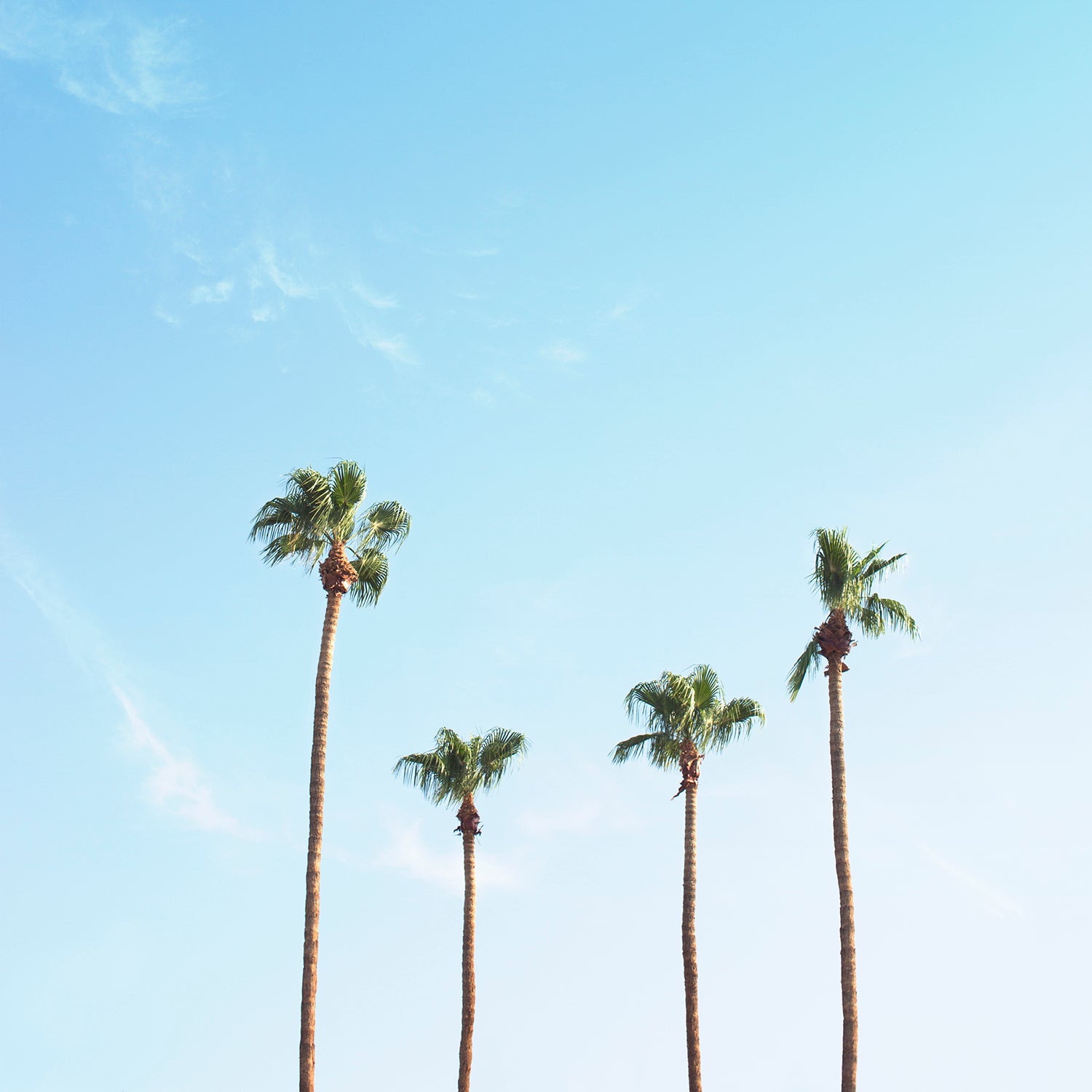 Minimalist palm tree print under serene blue sky representing a family of four, FAMiLiA product image.