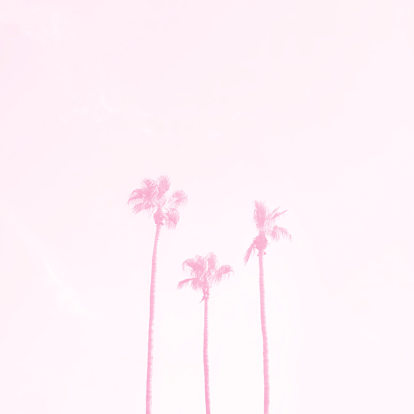 three palm trees washed out in pink symbolizing a family of three minimalist modern wall art by denise crew