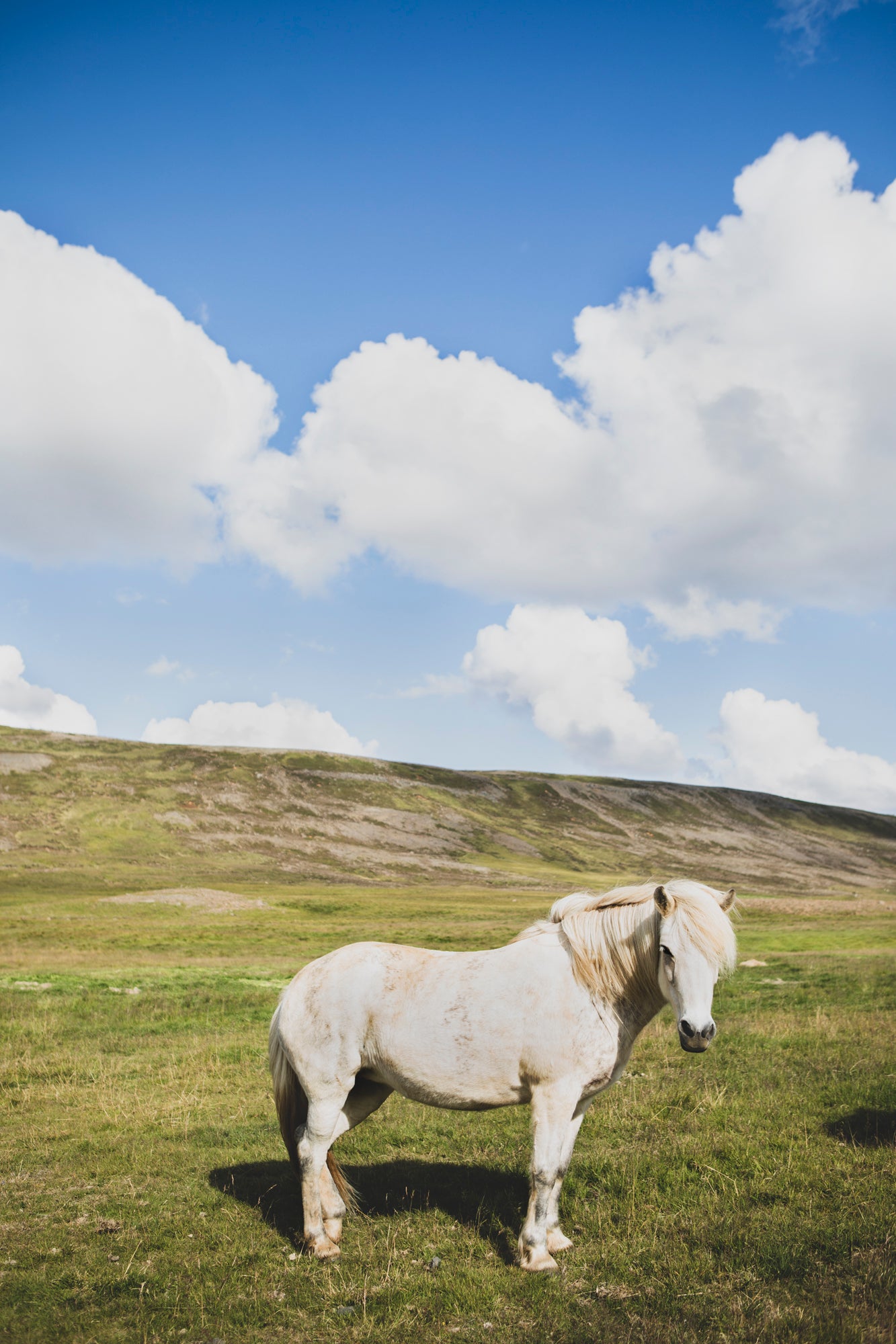 Hi HENRiETTA featuring a white Icelandic horse standing in a vast field under a bright blue sky with clouds.