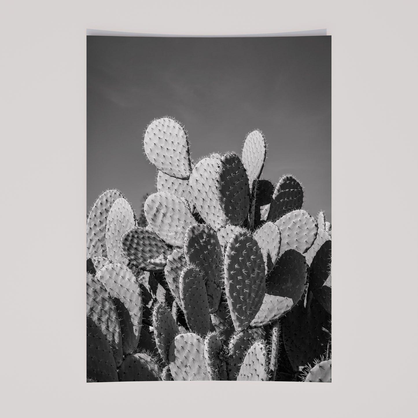 Black and white fine art photograph of a prickly pear cactus cluster under clear desert sky, with dramatic shadows and striking texture.