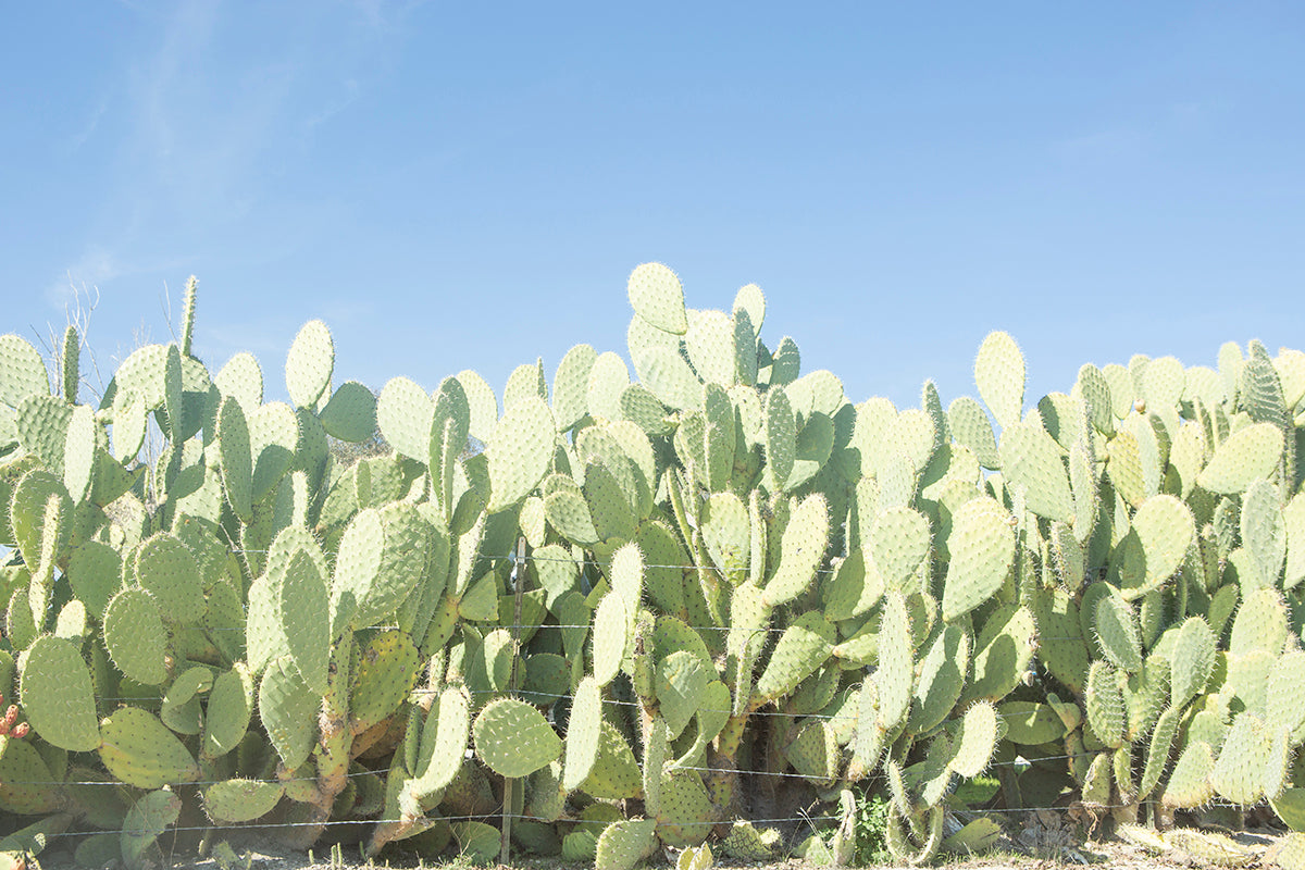 SUGAR SUGAR features a black and white saguaro cactus fine art print capturing minimalist Southwest desert elegance.