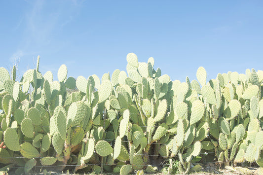 SUGAR SUGAR features a black and white saguaro cactus fine art print capturing minimalist Southwest desert elegance.