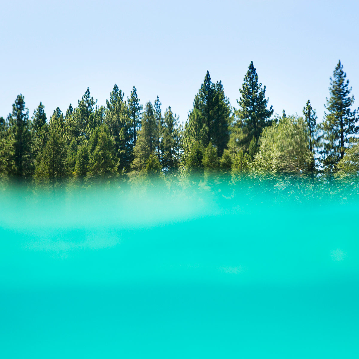 Split view of crystal-clear lake and green forest above waterline – nature photography print