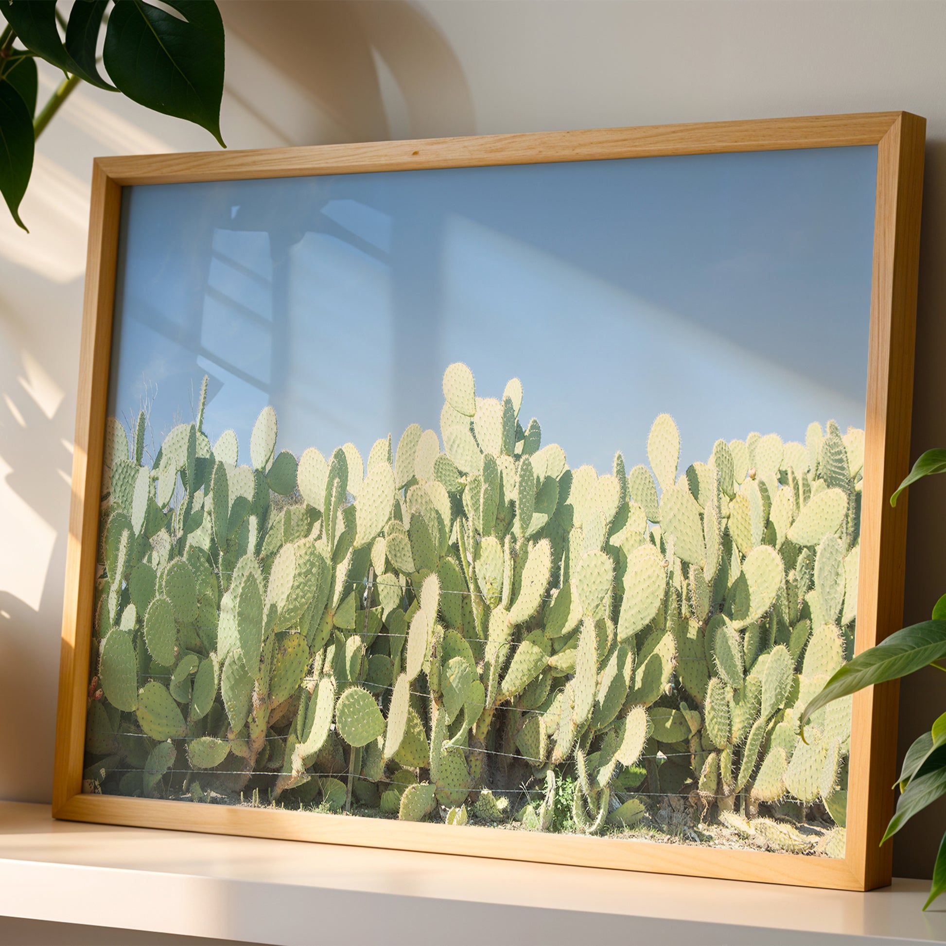 SUGAR SUGAR framed cactus print featuring green prickly pear in natural light for modern boho home decor.