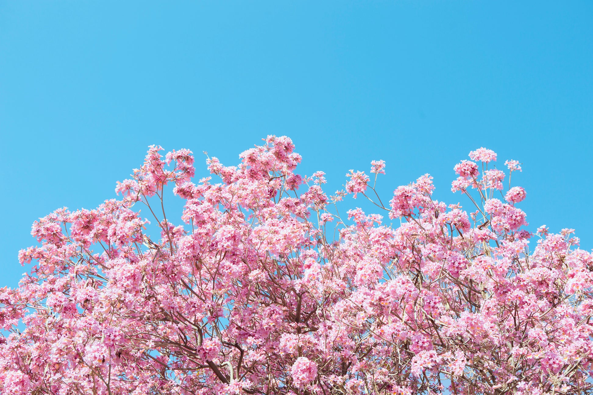 bright pink blossoms against a cyan blue sky minimalist modern wall art by denise crew