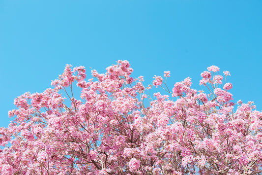 bright pink blossoms against a cyan blue sky minimalist modern wall art by denise crew