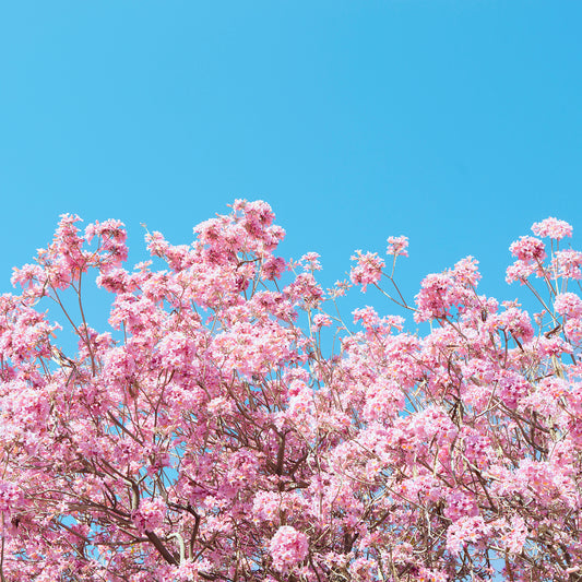 bright pink blossoms against a cyan blue sky minimalist modern wall art by denise crew