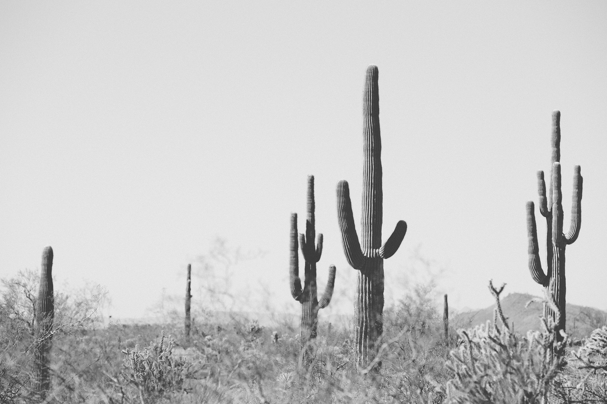 WiLD WiLD black and white saguaro cactus print showcasing minimalist desert landscape for modern boho home decor.