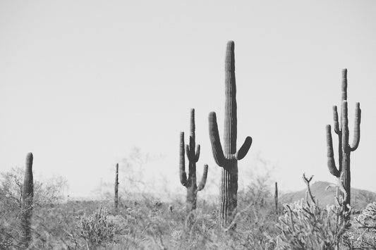 WiLD WiLD black and white saguaro cactus print showcasing minimalist desert landscape for modern boho home decor.