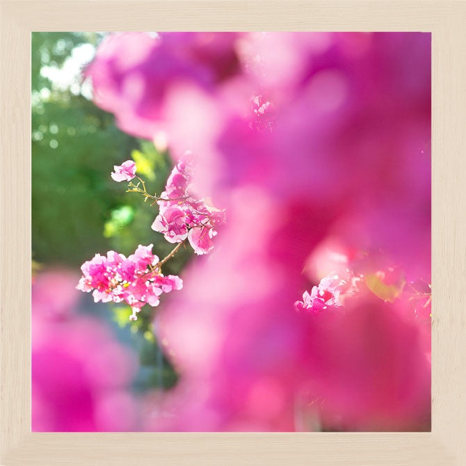 A close-up image of blooming pink bougainvillea available framed or unframed in square & vertical standard photo sizes starting at 5x5 up to 30x45. - PRINTSHOP by Denise Crew