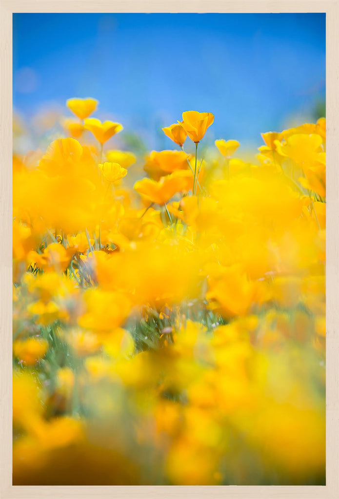 Brightly colored California poppies explode against a bright blue sky. Available in square and vertical formats from size 5x5 up to 30x45. Printed on archival luster matte paper. - PRINTSHOP by Denise Crew