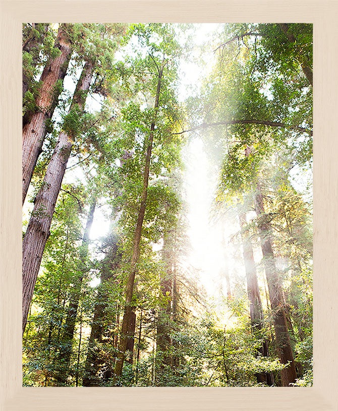 An image looking up at light streaming through the greenery of tall redwood trees. Available in standard horizontal sizes. Printed on archival luster matte paper. -PRINTSHOP by Denise Crew