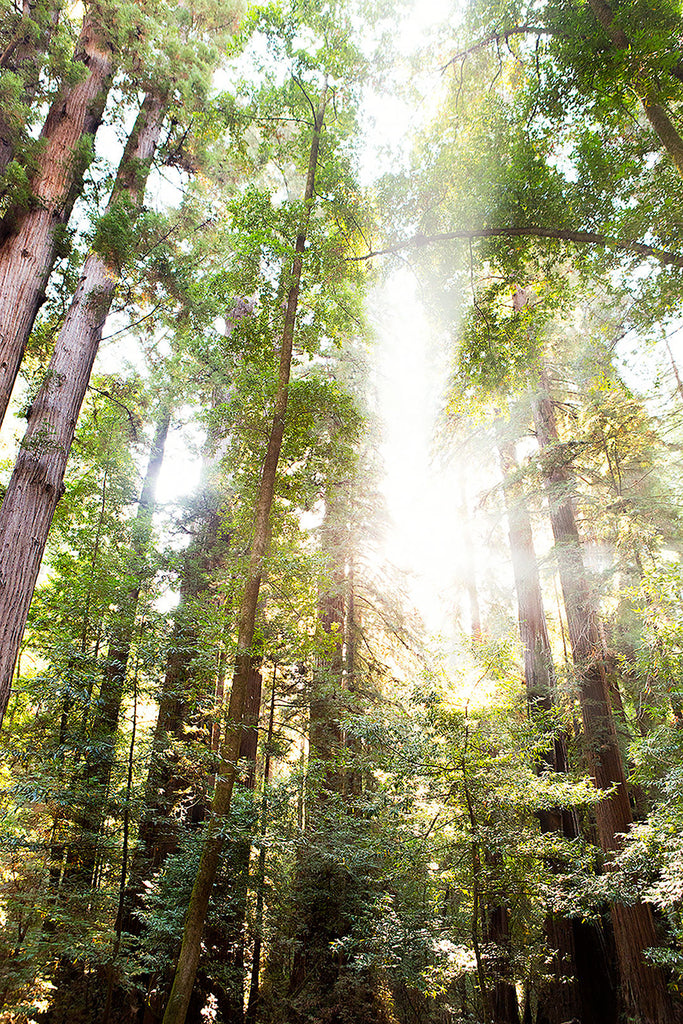An image looking up at light streaming through the greenery of tall redwood trees. Available in standard horizontal sizes. Printed on archival luster matte paper. -PRINTSHOP by Denise Crew