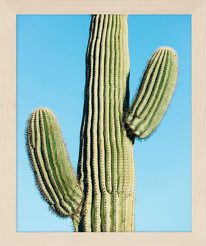 A closeup of a saguaro cactus against a blue sky