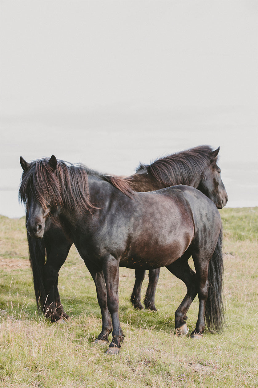 Two black horses graze in a muted, open field—this photo blends strength and stillness with understated beauty.