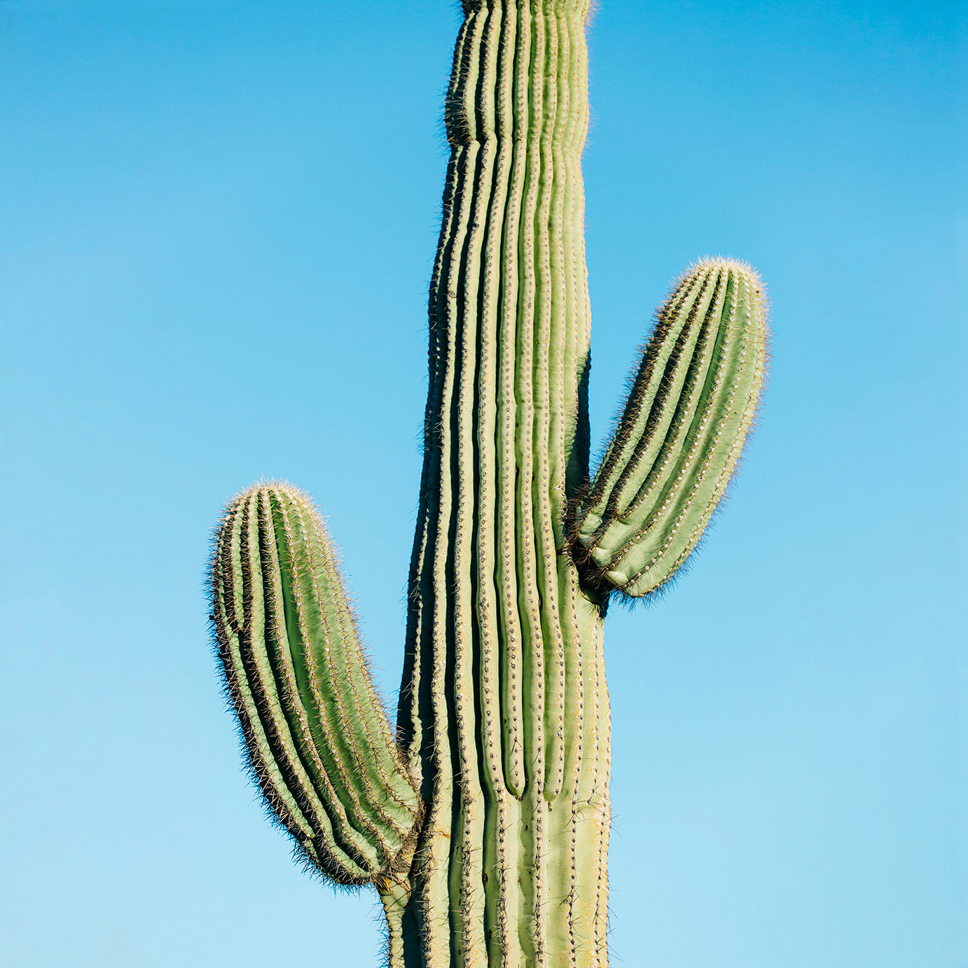 saguaro against blue sky minimalist modern wall art by denise crew 