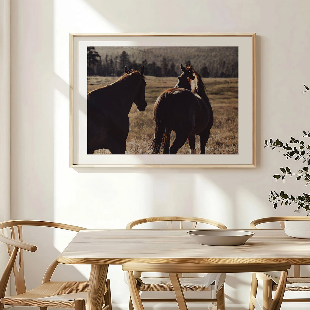 Two black horses grazing in an open muted field – moody rural equine photography