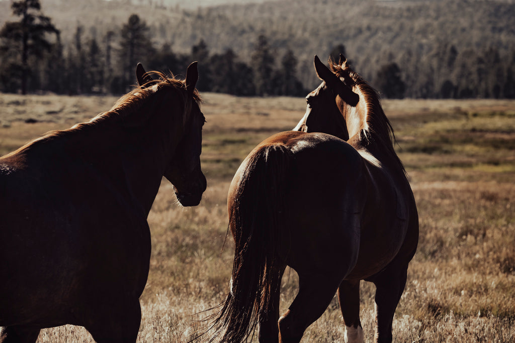 Two black horses grazing in an open muted field – moody rural equine photography